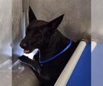 Small German Shepherd Dog