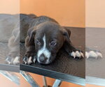 Small #2 Labrador Retriever