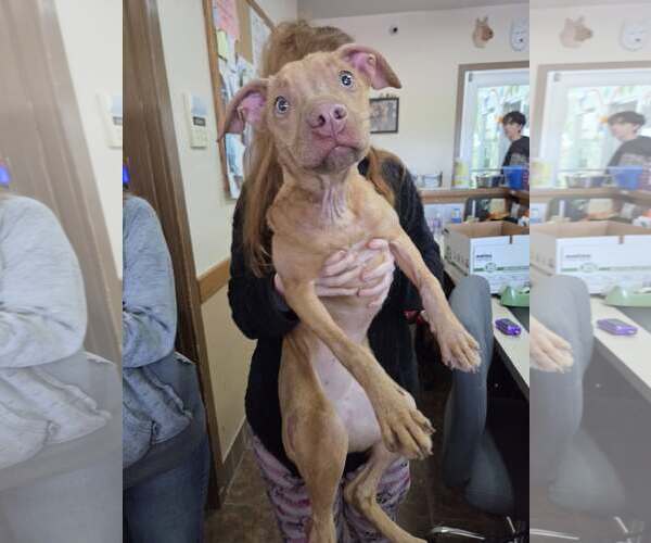 Medium Photo #1 American Pit Bull Terrier-Unknown Mix Puppy For Sale in Martinsburg, WV, USA