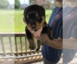 Small Photo #5 Rottweiler Puppy For Sale in SYLVANIA, AL, USA