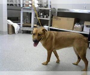 Labrador Retriever-Unknown Mix Dogs for adoption in Pasadena, TX, USA