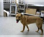 Small Labrador Retriever Mix