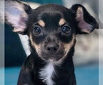 Small #1 Chiweenie