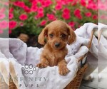 Small #3 Goldendoodle (Miniature)