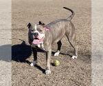 Small #4 American Bulldog Mix