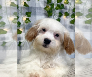 Shih-Poo Puppy for sale in MARIETTA, GA, USA