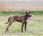 Small #3 American Pit Bull Terrier