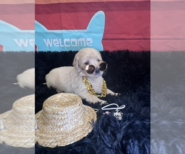 Medium Photo #5 Golden Retriever Puppy For Sale in ORLANDO, FL, USA