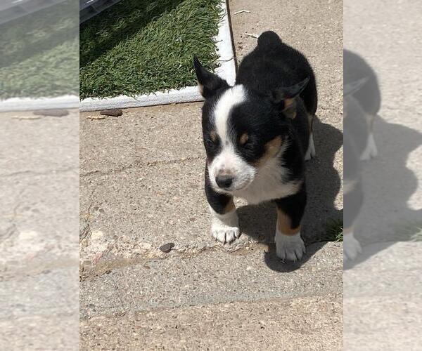 Medium Photo #2 Cowboy Corgi Puppy For Sale in BRIGGSDALE, CO, USA