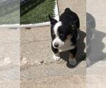 Small Photo #2 Cowboy Corgi Puppy For Sale in BRIGGSDALE, CO, USA