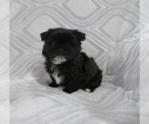 Shiranian Puppy for sale in HAWESVILLE, KY, USA