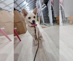 Small #2 Shiba Inu Mix