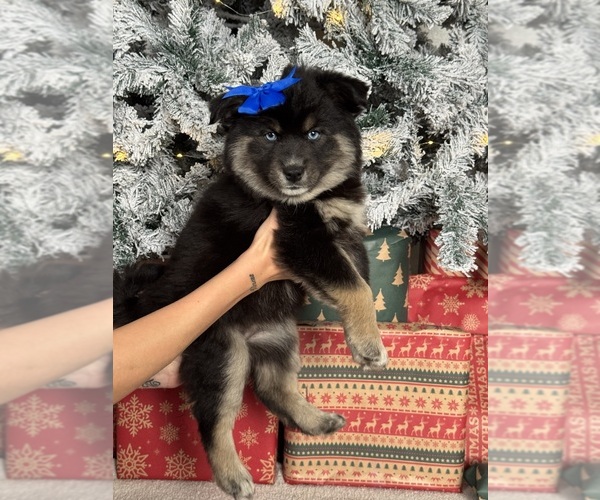 Medium Photo #5 Pomsky Puppy For Sale in DAVENPORT, FL, USA