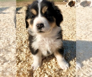 Great Bernese Puppy for sale in SCOTTSDALE, AZ, USA