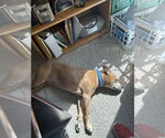 Small #4 American Pit Bull Terrier