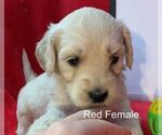 Small Photo #5 Goldendoodle Puppy For Sale in PORTSMOUTH, OH, USA