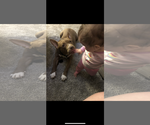 Small #2 American Pit Bull Terrier