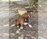 Small Photo #27 Boxer Puppy For Sale in ESPANOLA, NM, USA