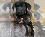 Small #3 Labrador Retriever Mix