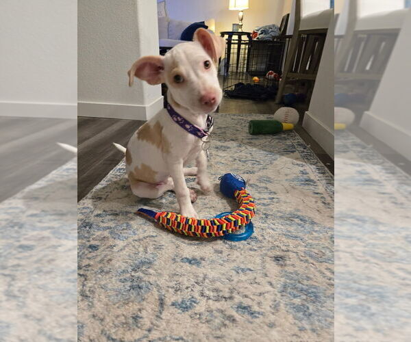 Medium Photo #4 American Staffordshire Terrier-Unknown Mix Puppy For Sale in Dana Point, CA, USA