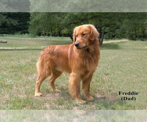 Father of the Golden Retriever puppies born on 07/02/2026