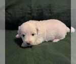 Small Photo #21 Coton de Tulear Puppy For Sale in TIMBER, OR, USA