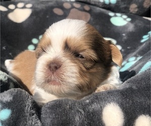 Shih Tzu Puppy for sale in MILTON, FL, USA