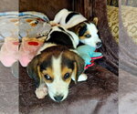 Small Coonhound Mix