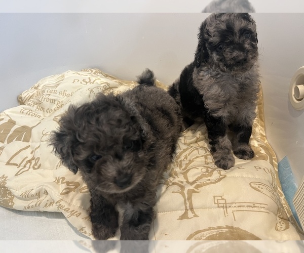 Full screen Photo #4 Poodle (Toy) Puppy For Sale in ROCK HILL, SC, USA