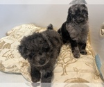 Small Photo #4 Poodle (Toy) Puppy For Sale in ROCK HILL, SC, USA