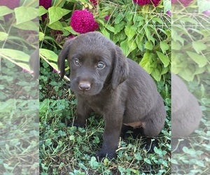 Labradoodle-Labrador Retriever Mix Puppy for sale in RUTHERFORDTON, NC, USA