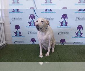 Labrador Retriever-Unknown Mix Dogs for adoption in Orlando, FL, USA
