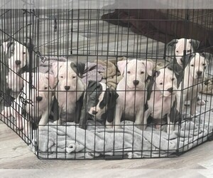 American Pit Bull Terrier-American Staffordshire Terrier Mix Puppy for sale in MIMS, FL, USA