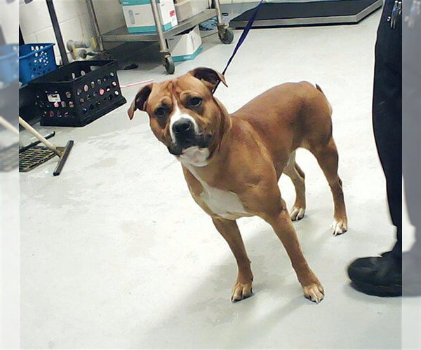 Medium Photo #1 Mutt Puppy For Sale in Fayetteville, NC, USA