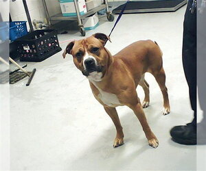 Mutt Dogs for adoption in Fayetteville, NC, USA