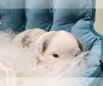 Small Photo #9 Australian Shepherd Puppy For Sale in STAFFORD, VA, USA