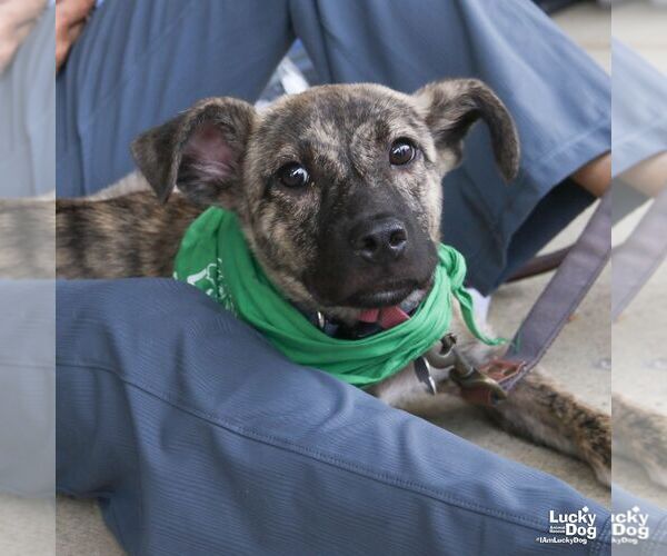 Medium Photo #5 Mutt Puppy For Sale in Washington, DC, USA