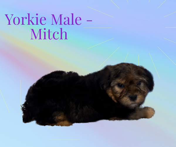 Medium Photo #3 Yorkshire Terrier Puppy For Sale in AZLE, TX, USA