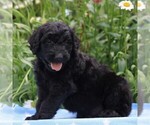 Small Photo #1 Goldendoodle-Poodle (Standard) Mix Puppy For Sale in NARVON, PA, USA