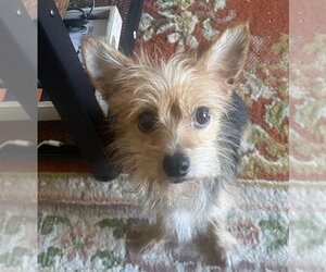 Mutt Dogs for adoption in Lakewood, CO, USA