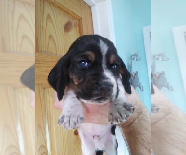 Medium Photo #1 Basset Hound Puppy For Sale in PETERSBURG, IN, USA