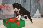 Small Photo #53 Boxer Puppy For Sale in CHILHOWEE, MO, USA