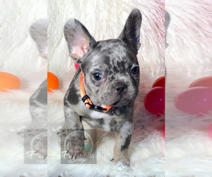 French Bulldog Puppy for sale in BUCKS BAR, CA, USA
