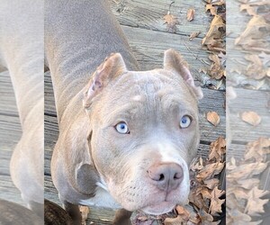 American Bully Puppy for sale in CHARLOTTE, NC, USA