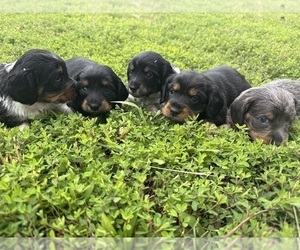 Dachshund Puppy for sale in ALAMO, TN, USA