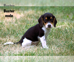 Small #4 Beagle