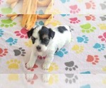 Small #16 Havanese