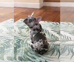 Small #11 French Bulldog