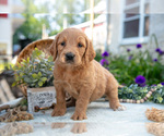 Small Photo #12 Goldendoodle Puppy For Sale in KIRKWOOD, PA, USA