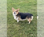 Small Photo #1 Corgi-Aussie Puppy For Sale in WAUKON, IA, USA